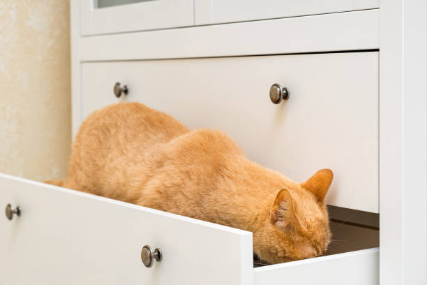 istock domestic cat climbs into an open closet. 2157976660