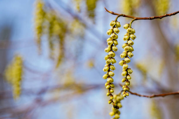 Stachyurus shrub in bloom