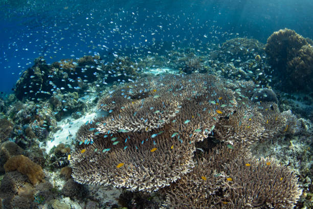 istock Schooling Damselfish and Beautiful Coral Reef 2157978588