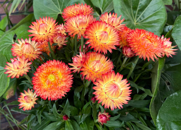 istock Straw Flowers Orange Yellow Cluster 2157980198