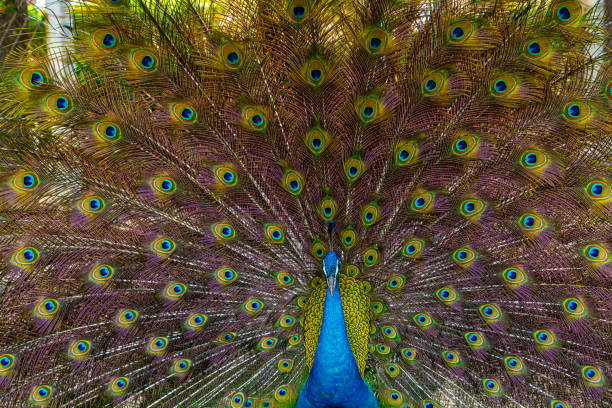 istock Indian peafowl (Pavo cristatus), also known as the blue peafowl. 2157981704