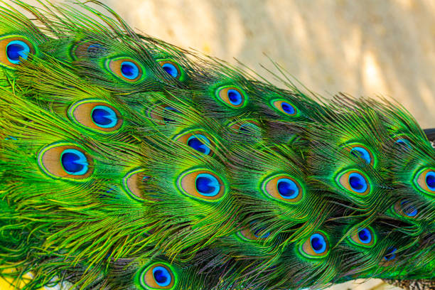 istock Close-up of peacock feathers,Peacock macro feathers. Blue green glowing surface nature texture exotic bird vibrant color. Beautiful decorative iridescent background close up photo 2157982073