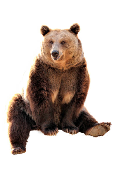 istock Regal Repose: A Majestic Bear Portrait 2157982074