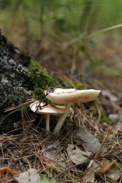 istock mushroom growing on a stump in the forest 2157982326