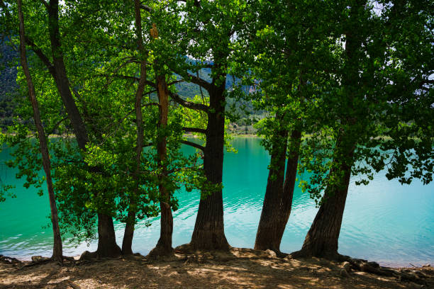 Tree Trunks and Blue Green Freshwater Lake Water - Scenic landscape with lush green trees at lakeshore edge with aquamarine turquoise colored water. Nature scenic series.