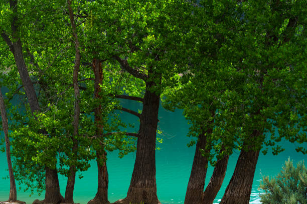 Tree Trunks and Blue Green Freshwater Lake Water - Scenic landscape with lush green trees at lakeshore edge with aquamarine turquoise colored water. Nature scenic series.