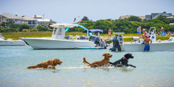 istock Dog Friends in the Surf 2157983980