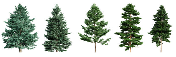 Set of coniferous trees isolated on white background. 3D render.