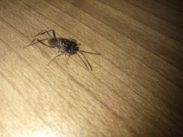 istock evania appendigaster perched on a wooden table 2157986082