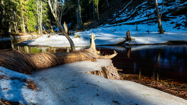 Free picture: Broken bare trunks on a snowy river bank with fallen ...