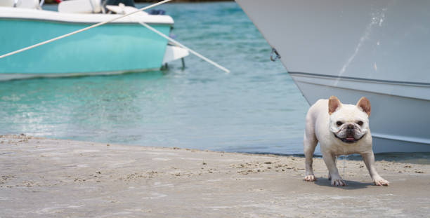 A French Bulldog prances around the shores of a sandy beach.