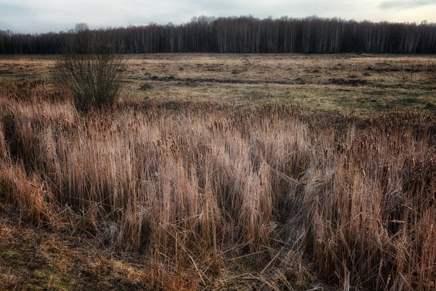 A field of tall grass, with trees visible in the background.