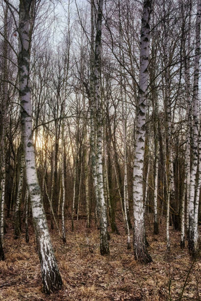 istock Tall trees with white bark and thin branches fill the frame in this autumn forest scene. 2157988123