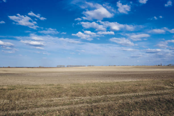 The field is muddy and the sky is a deep blue.