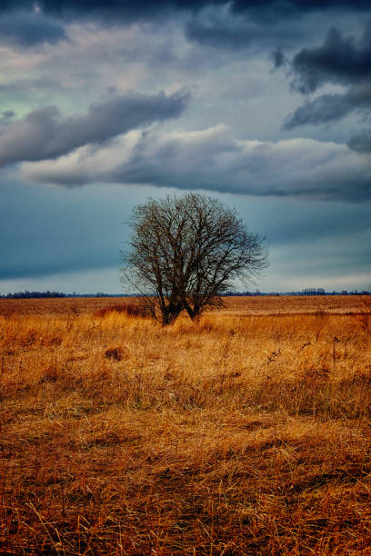 istock A barren tree stands amidst a vast, dry grassland under a cloudy sky. 2157988351