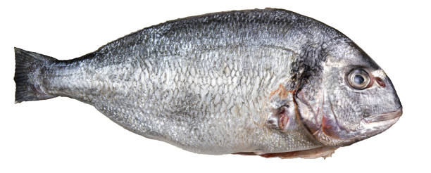 istock Golden Glow: Detailed Texture of a Fresh Dorada Fish 2157989251