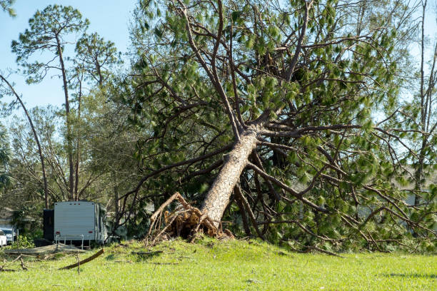 istock Hurricane damage to a tree on Florida house backyard. Fallen down big tree after tropical storm winds. Consequences of natural disaster 2157989660