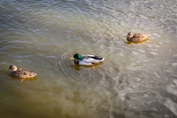 Ducks swimming on the pond in the park