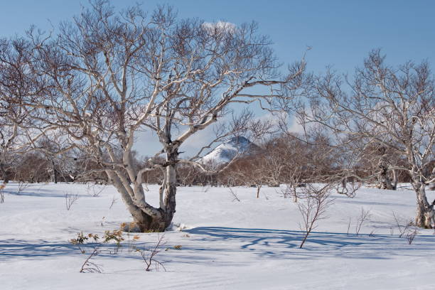 istock Amazing clumsiness of stone birch 2157992773