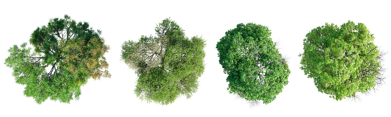 Top Tree Map View Deciduous Trees Top View Collection Isolated On White Background 3d ...