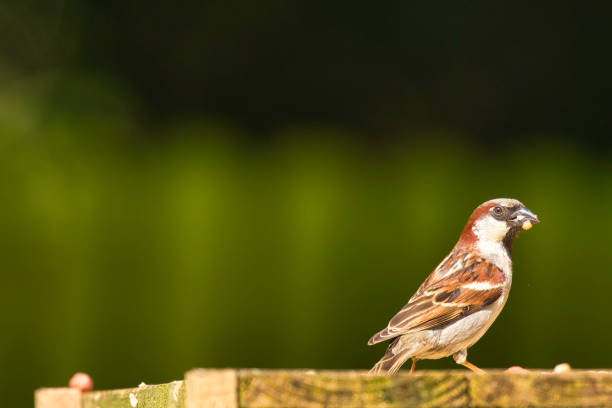House Sparrow eating seeds from a bird feeder in a Summer garden.