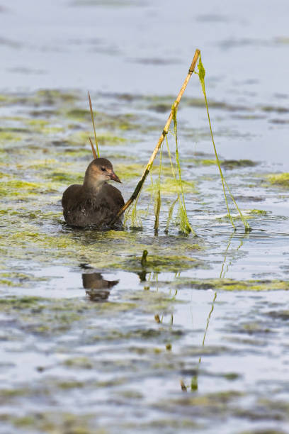 Young Moorhen looking for food amongst the pond weed.