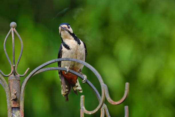 Male Woodpecker looking at the photographer.