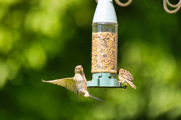istock Female House Sparrows in a garden 2157998186