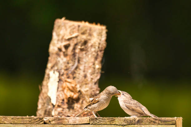 Common tern nest with young Federsee Baden Wuerttemberg