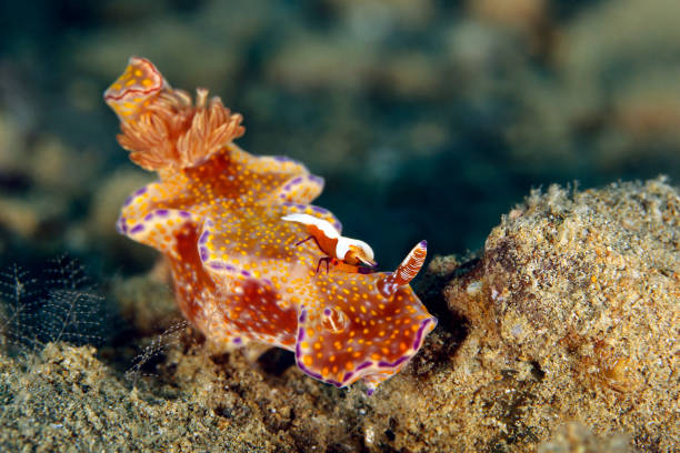 istock Ceratosoma Tenue with Emperor Shrimp 2157999758