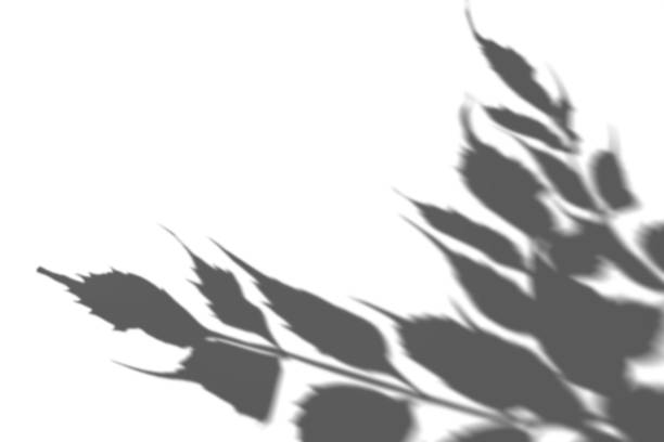 Shadow from plants, leaves, overlay effect. Realistic gray shadow on white background. Applicable for product presentation, photos, backdrop. Sun light. 3D render