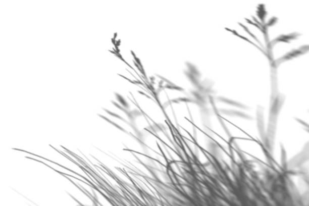 Shadow from plants, grass, overlay effect. Realistic gray shadow on white background. Applicable for product presentation, photos, backdrop. Sun light. 3D render