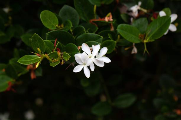 istock Blossoms of a Natal plum, Carissa macrocarpa 2158000166