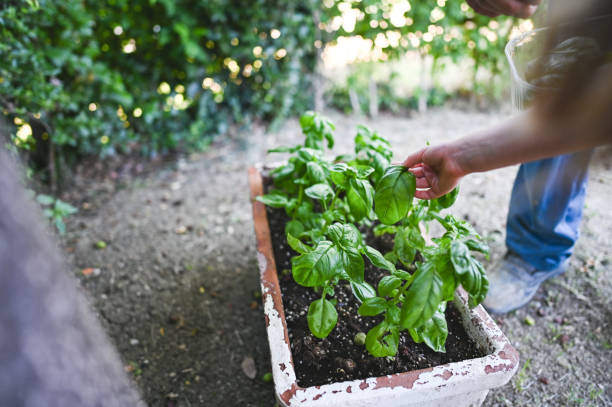 istock Green basil grows at formal garden. 2158001731