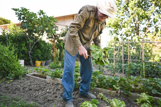 istock Senior man harvesting fresh salad. 2158001834