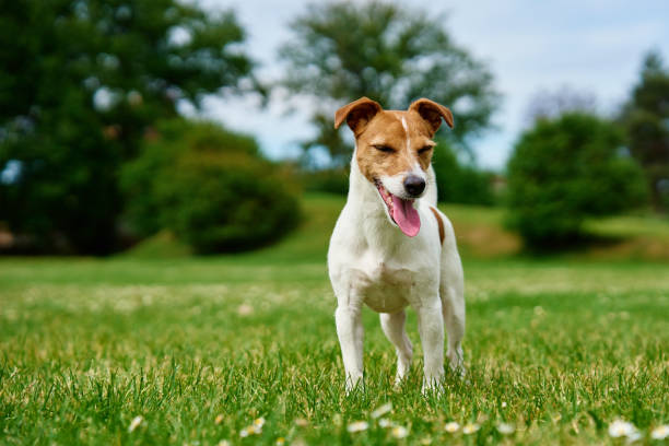 istock Happy Dog on Green Grass 2158001916