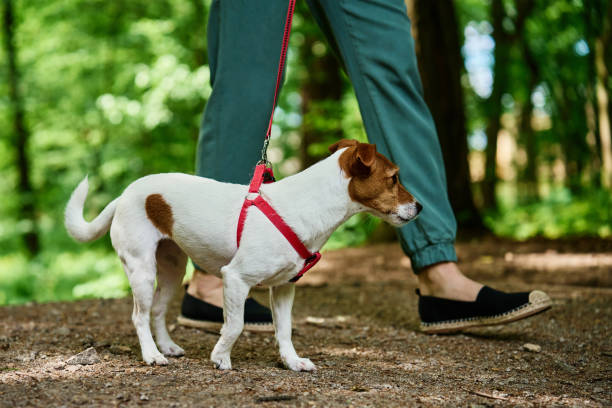 istock Woman Walking Dog in Park 2158001965