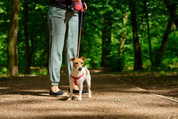 istock Woman Walking Dog in Park 2158001967