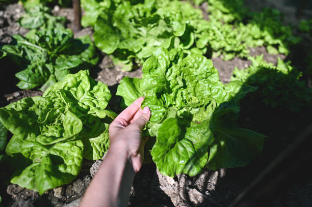 istock green lettuce in garden. 2158002045
