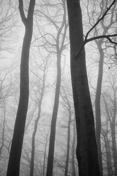 The Black Forest in Germany with fog.