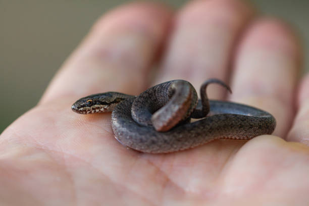 istock beautiful little snake on my hand 2158003692