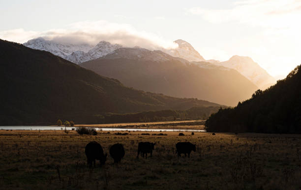 istock Cattle on meadow with snow capped Southern Alps mountain panorama, soft light sunset at Diamond Lake Otago New Zealand 2158003783
