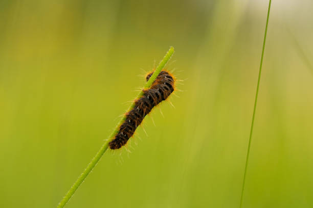 Large caterpillar in the grass on a green background.