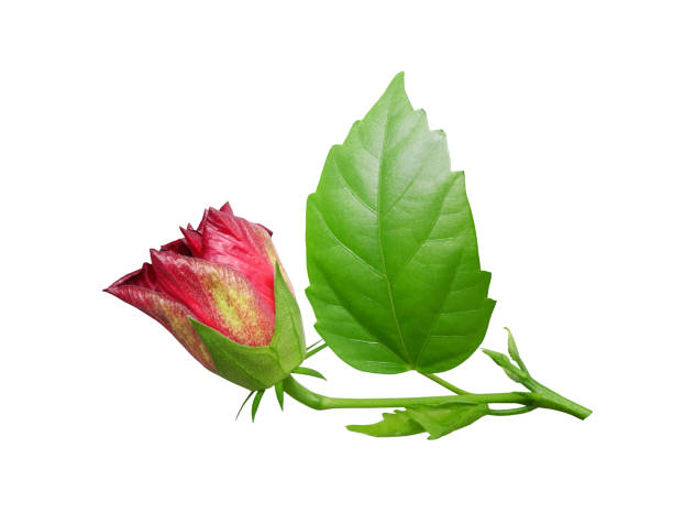 istock Hibiscus branch with flower and leaves isolated on white 2158004395