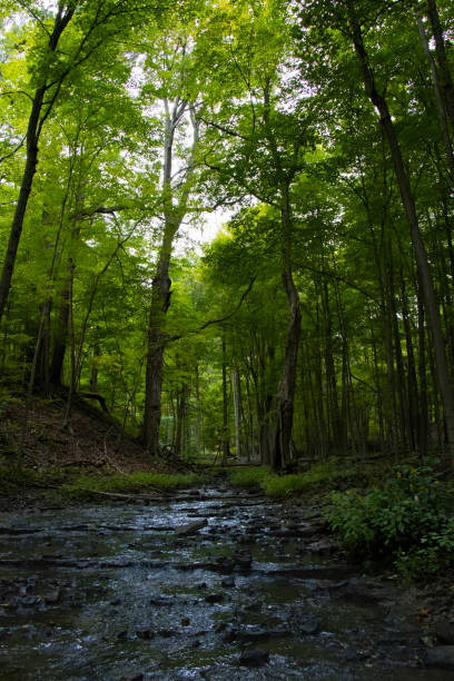 Forest in summer in Ontario Canada