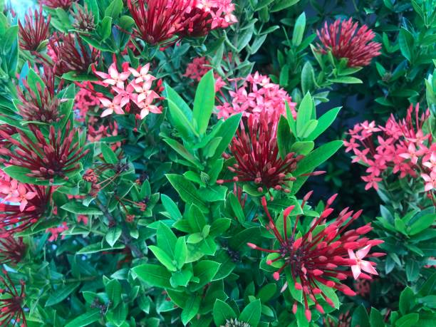 istock Plant and flowers. Nature. Flower  background 2158005470