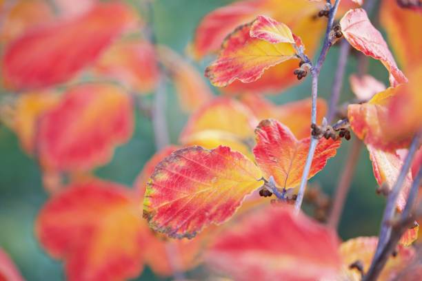 istock Close up of red beech leaves 2158006605