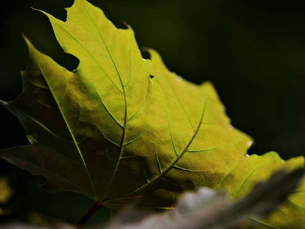 istock Lose up of green leaves 2158006650