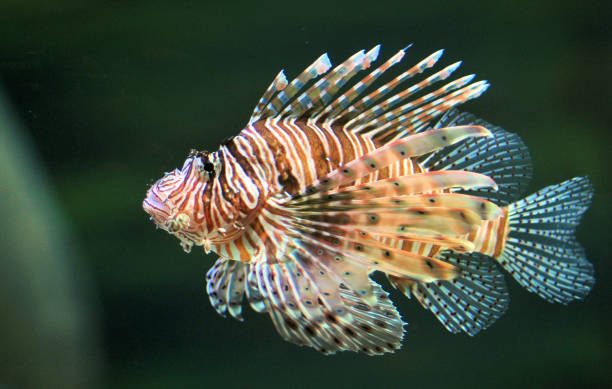 istock Lion Fish at Aquarium 2158006760