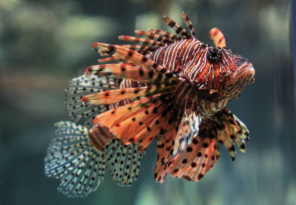 istock Lion Fish at Aquarium 2158006770